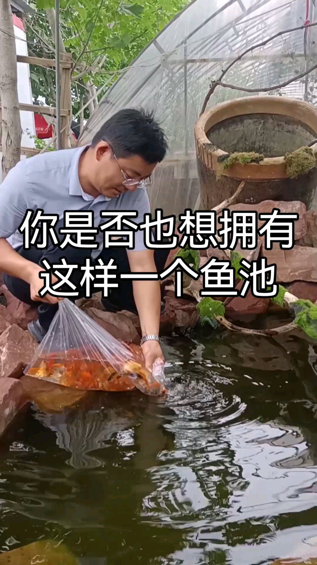 我们花园鱼池终于把水养好了,放鱼啦!#鱼池#水系#金鱼#花园