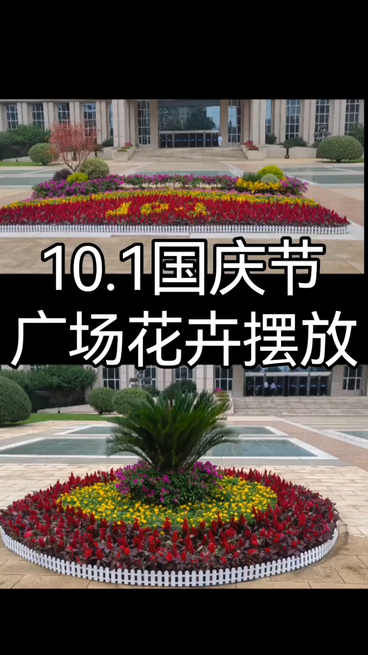 10.1国庆节广场公园花卉摆放摆花#鸡冠花#孔雀草#三角梅#