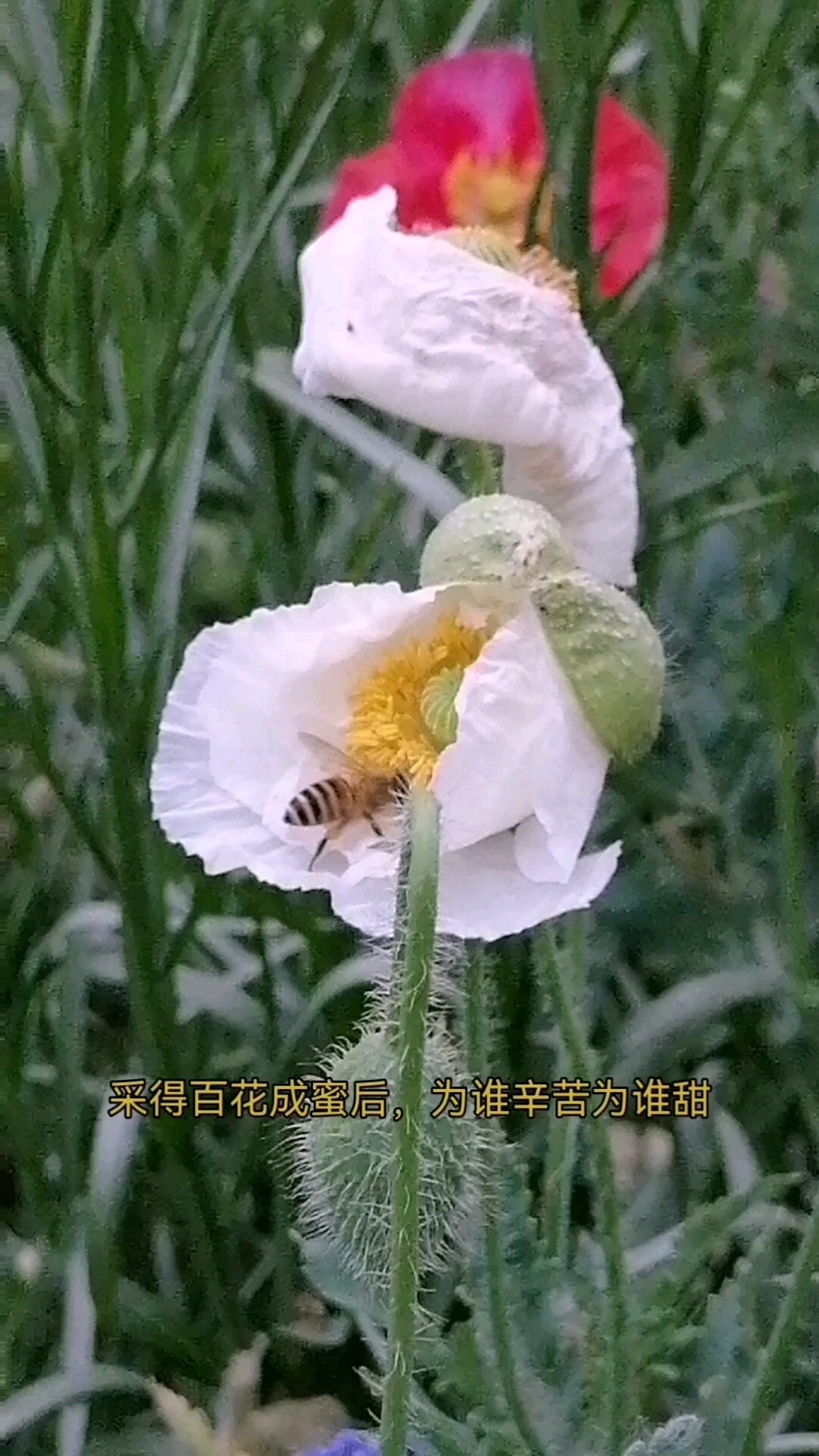 采得百花成蜜后,为谁辛苦为谁甜