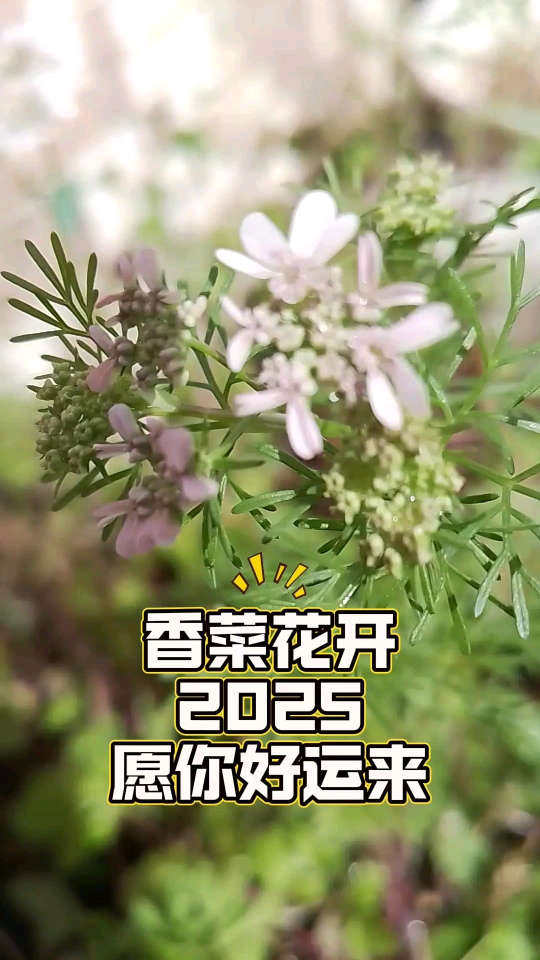 香菜开花了,2025愿你好运来
