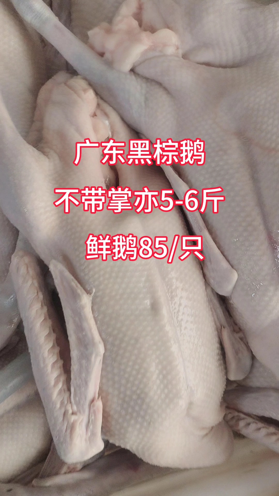 今天回五车鹅,需要备货的来,规格齐全#生鲜 #鹅#佛山#支持