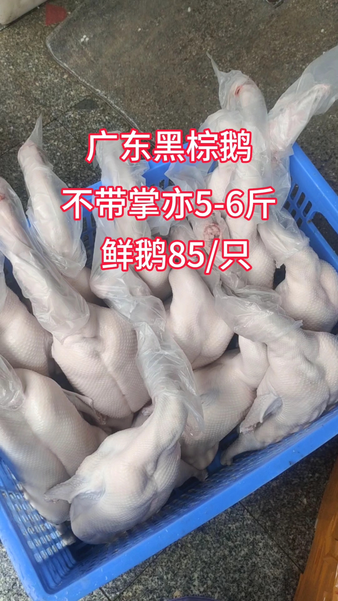 当天宰,当天发,保持新鲜口感 #新鲜 #广东烧鹅 #养殖场 