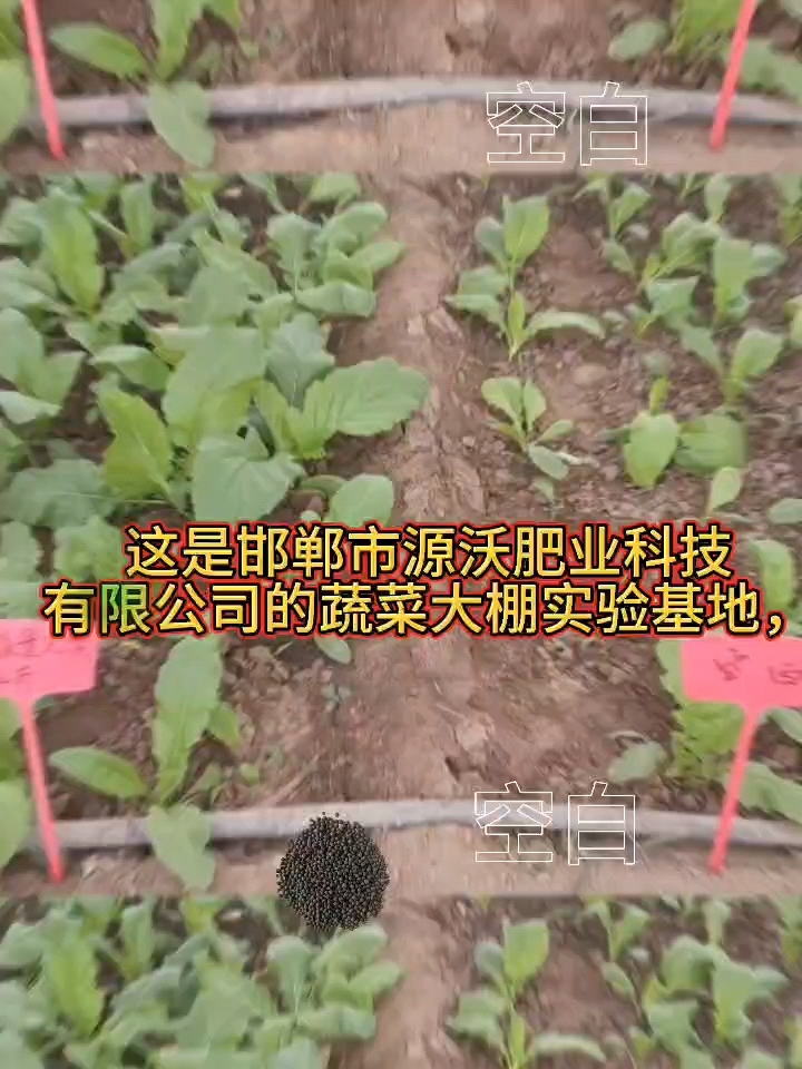 河北工程大学教学科研实习基地,源沃蔬菜大棚实验基地