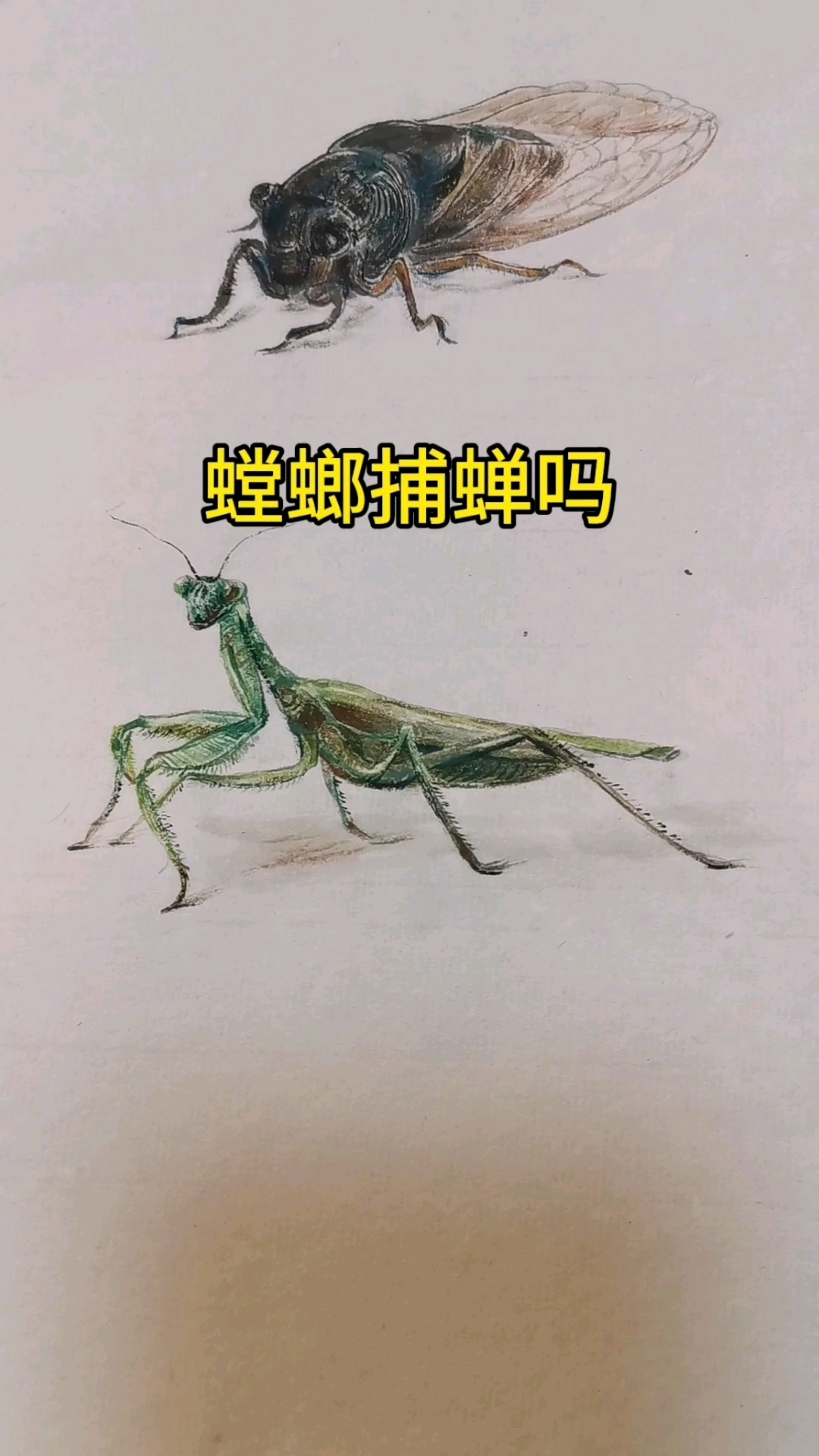 国画花鸟鱼虫画法,螳螂秋蝉这样画,立体画效果很好看