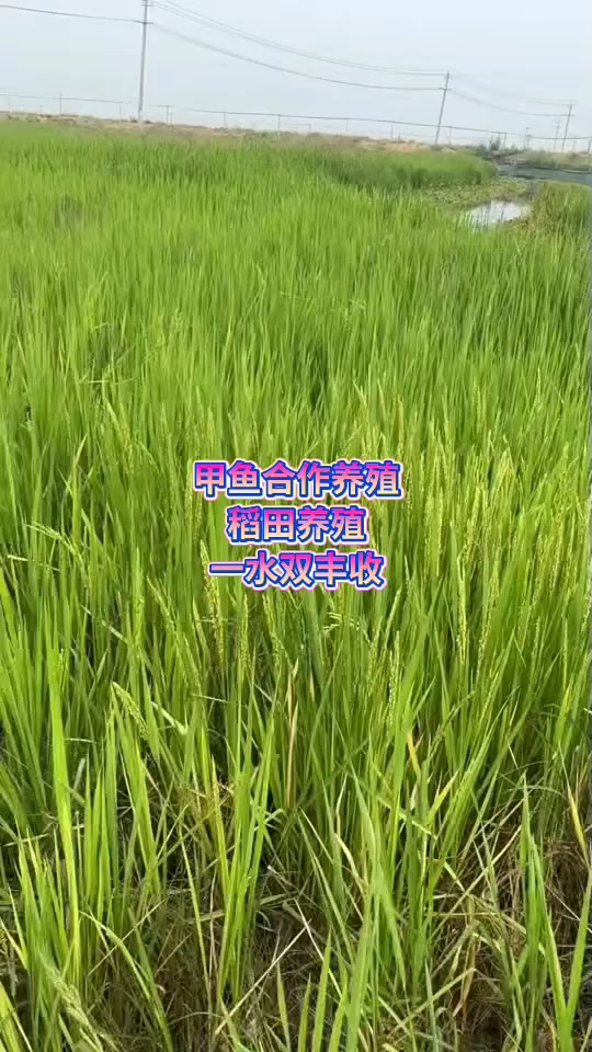 稻田养殖甲鱼，一水双丰收！