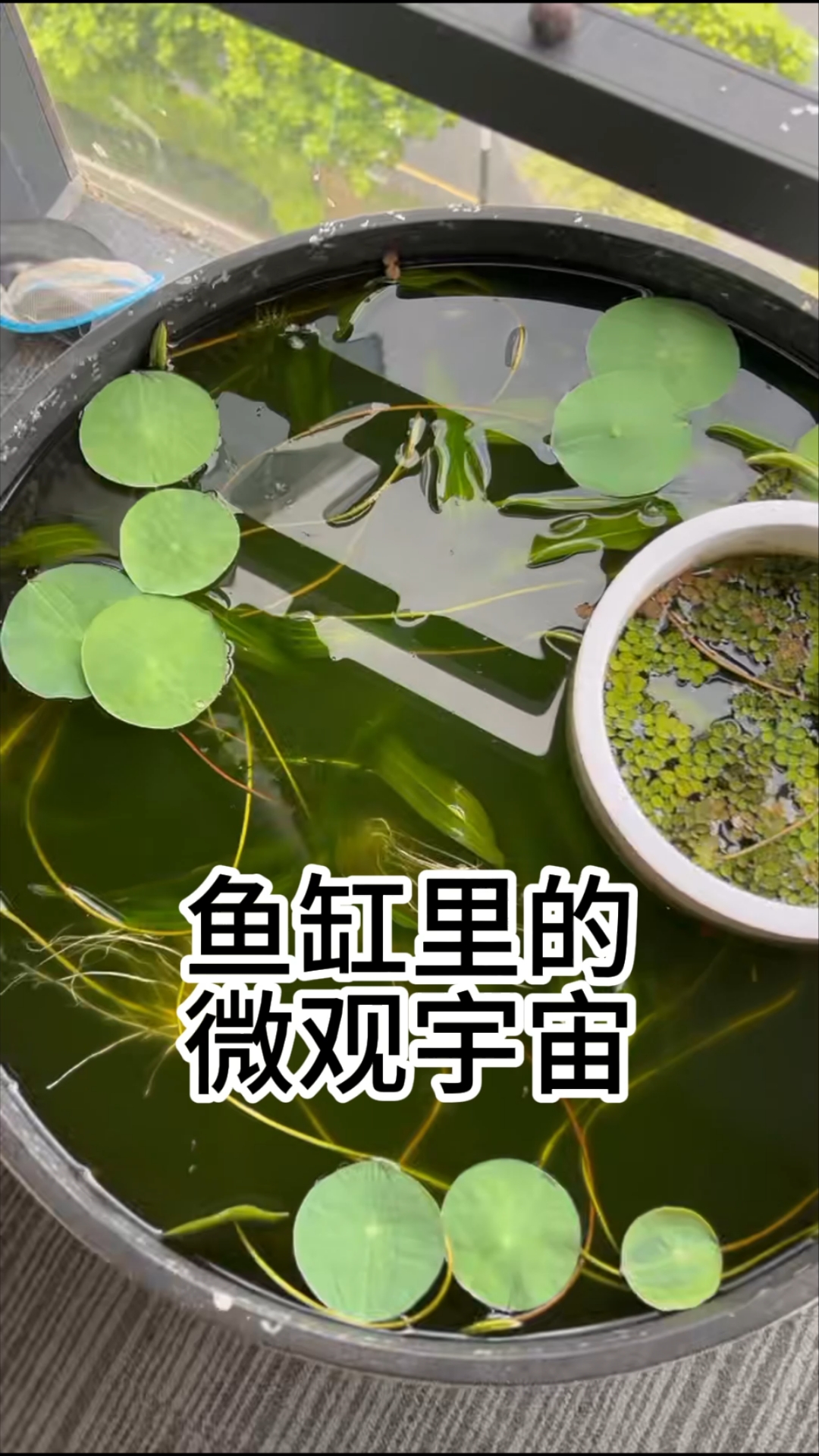 鱼缸里的微观宇宙，显微镜实拍，蛋白虫，神奇的微生物