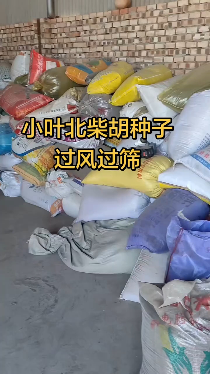 小叶柴胡种子,过筛过风 纯新籽无杂质颗粒饱满发芽率高
