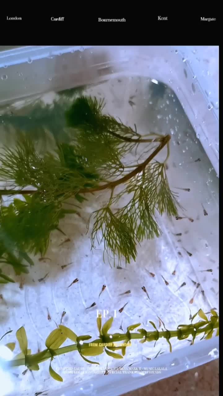 大家一般都多久才给孔雀鱼换水呢?