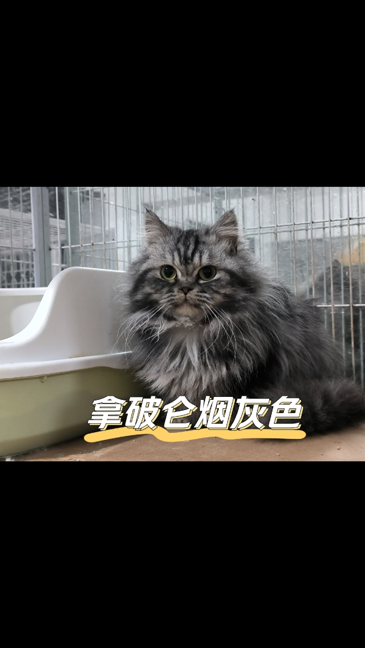 烟灰色拿破仑猫找新家