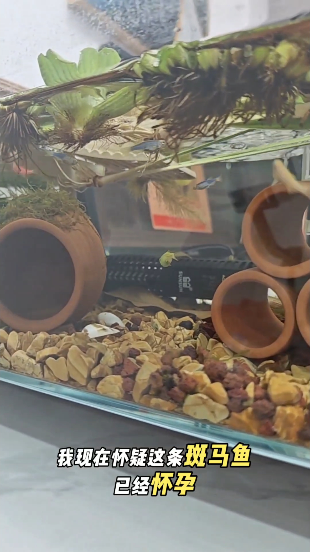 自制繁殖盒等待斑马鱼繁殖 养鱼日记 斑马鱼产卵 斑马鱼 养鱼