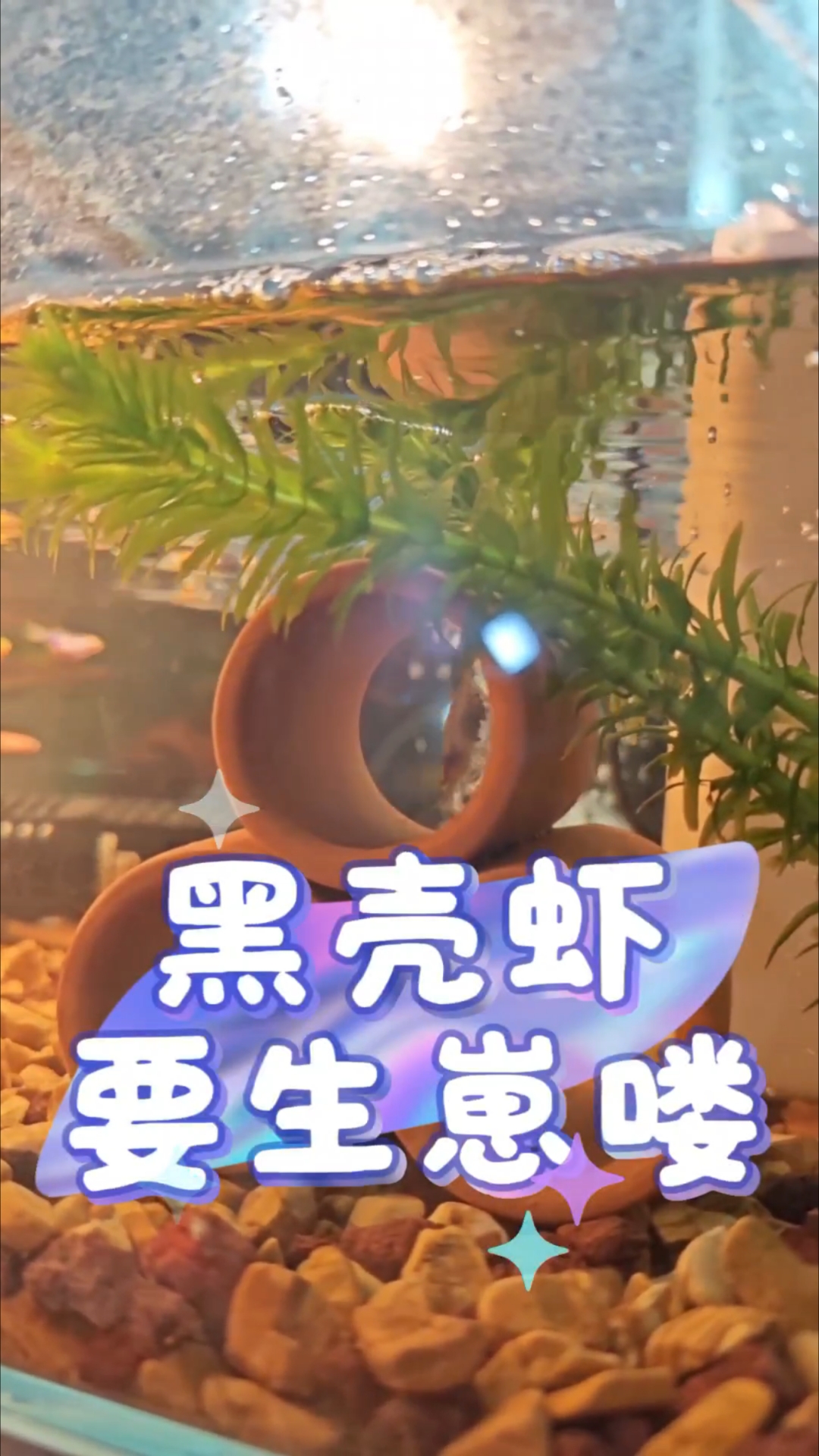 黑壳虾抱卵 黑壳虾繁殖 养鱼日记 养龟日记 鱼虾共生 养虾