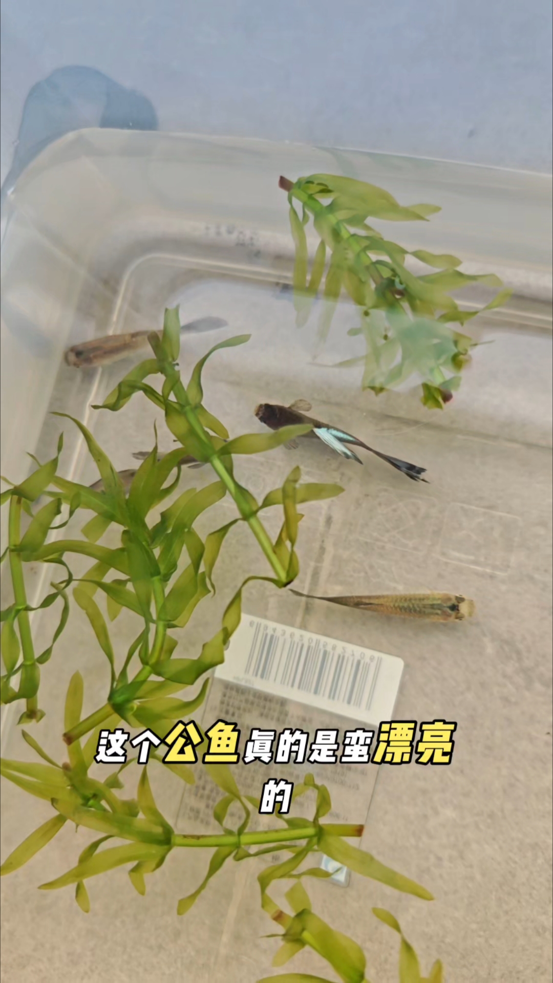 好漂亮的冰蓝孔雀鱼 没和龟龟一起 单独养了 #孔雀鱼# #养龟日常# #养鱼日记# #观赏