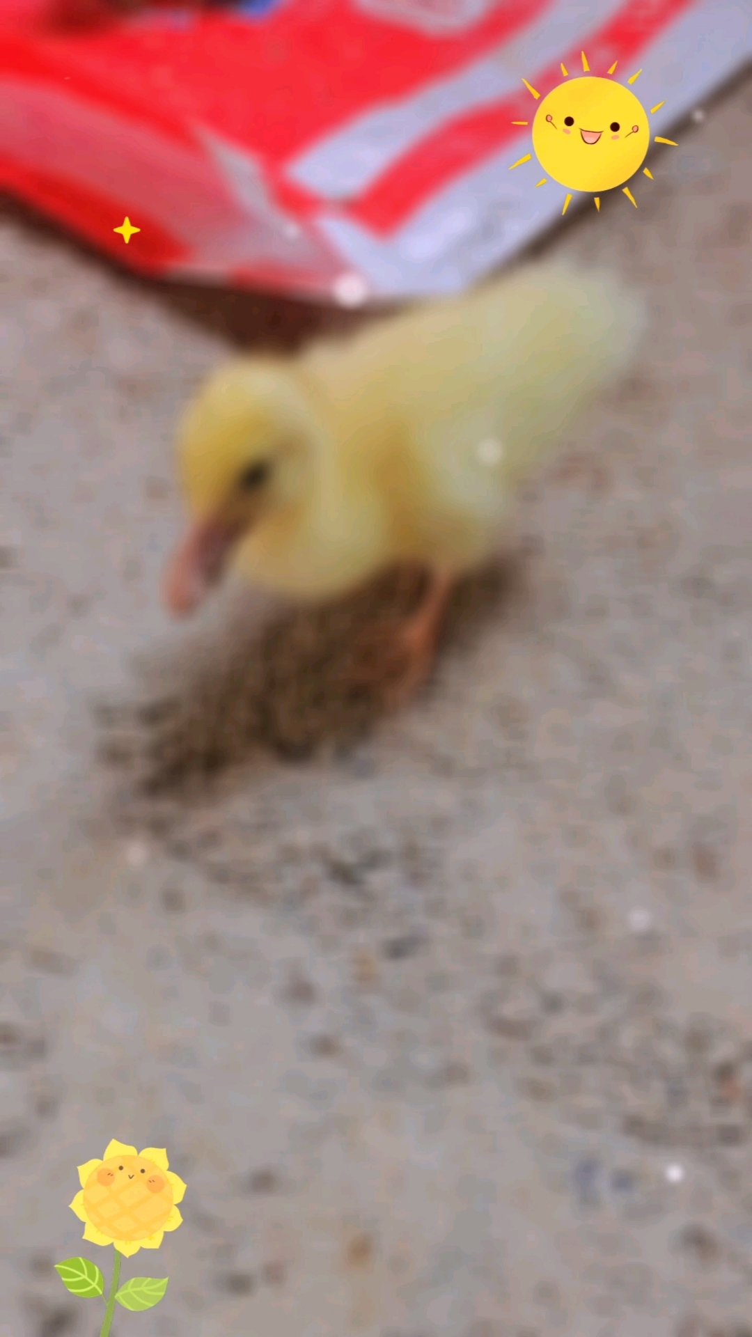 毛绒绒的小黄鸭子