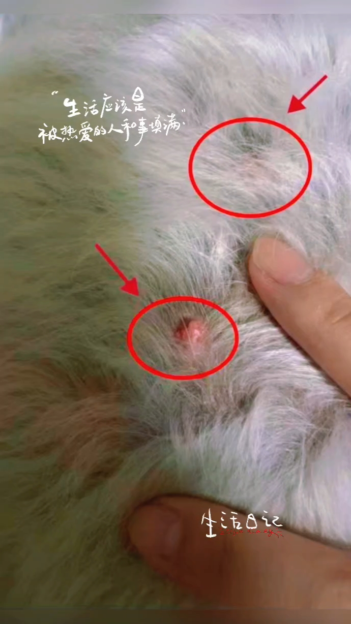 狗狗身上长小肉疙瘩怎么办？狗狗肿瘤