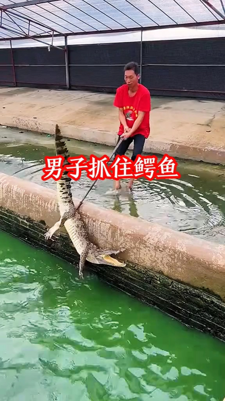男子抓住鳄鱼，真厉害