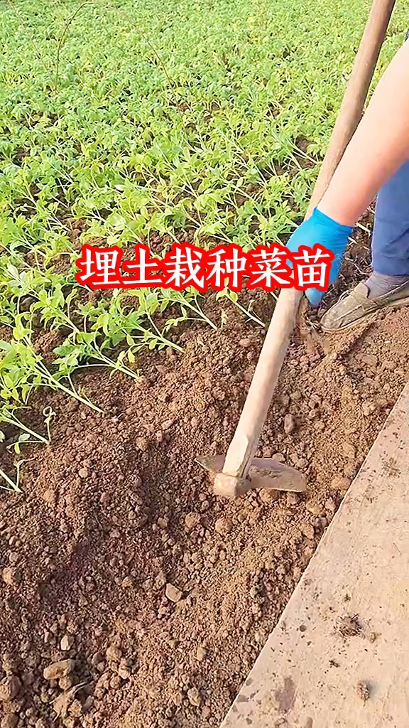 埋土栽种菜苗
