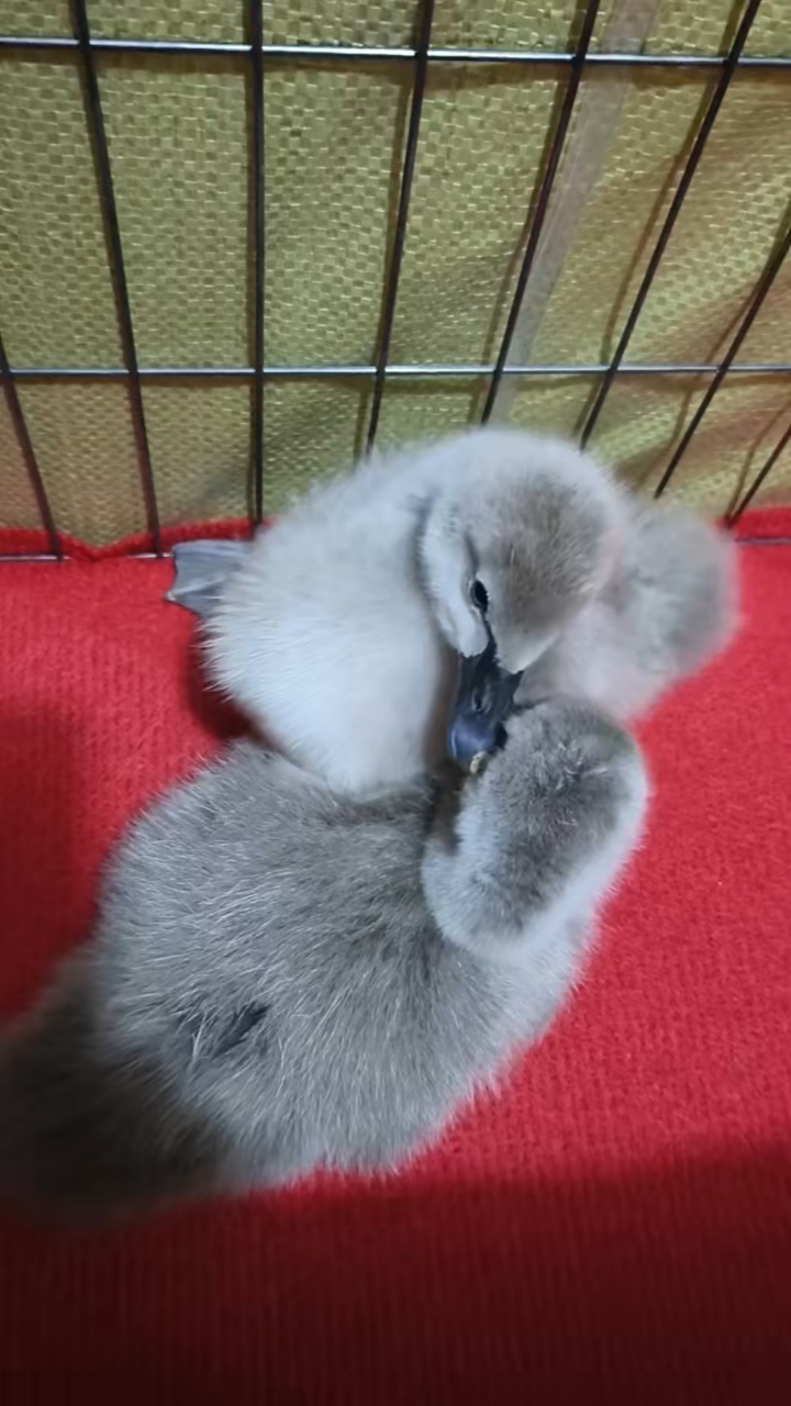 美丽的黑天鹅苗,