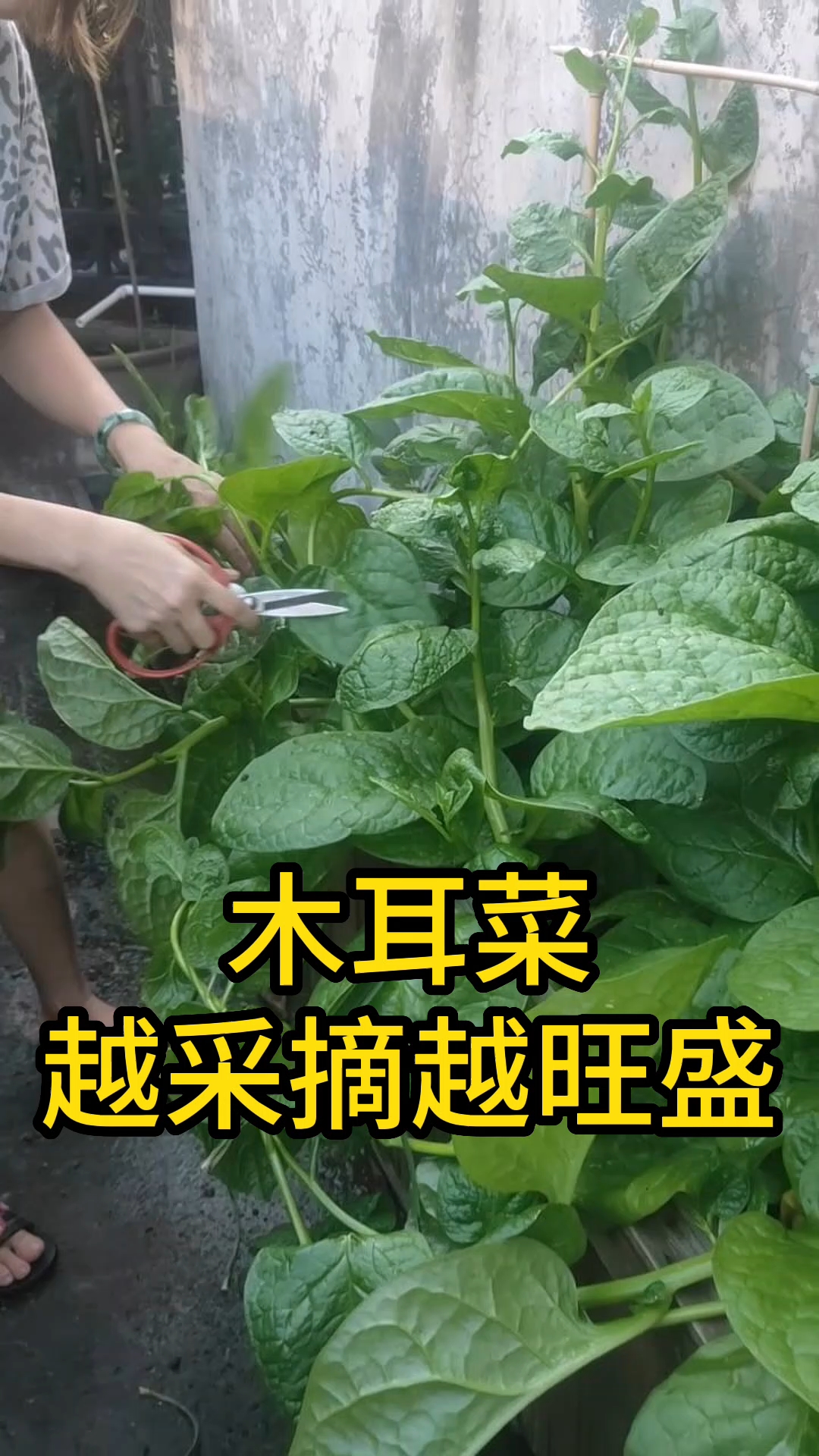 木耳菜越采摘越旺盛