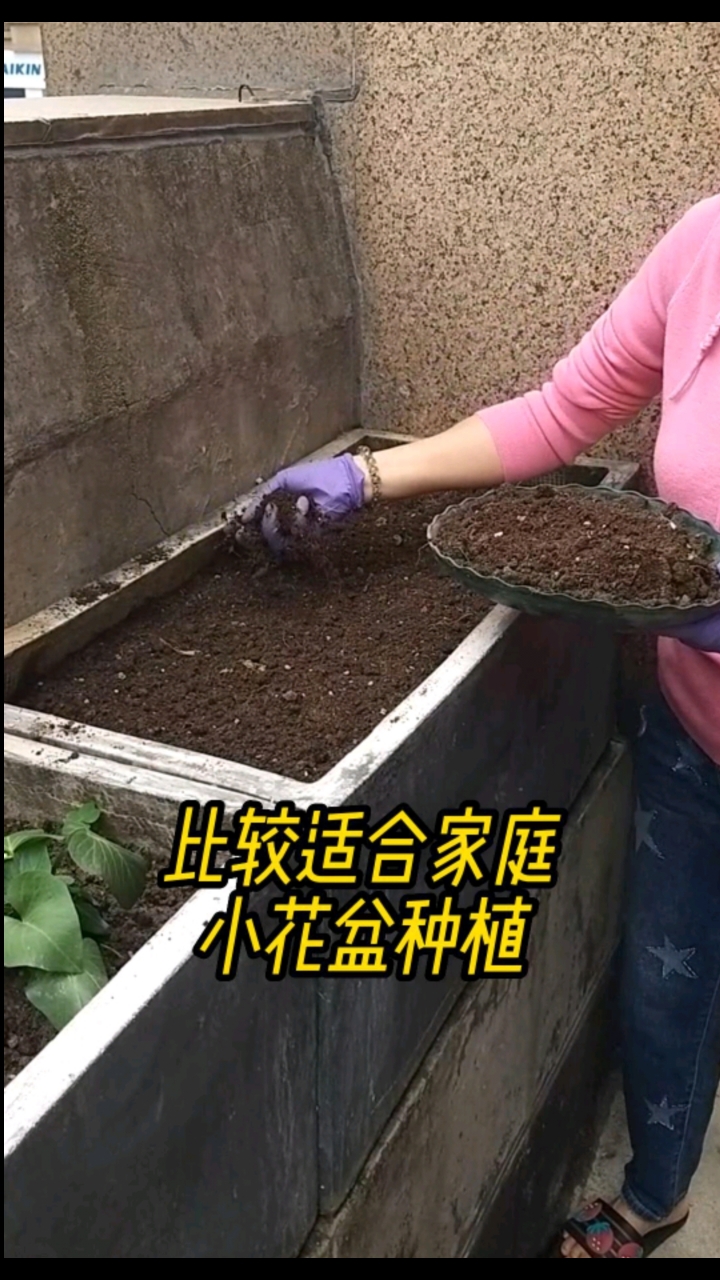 苋菜耐旱耐湿耐高温