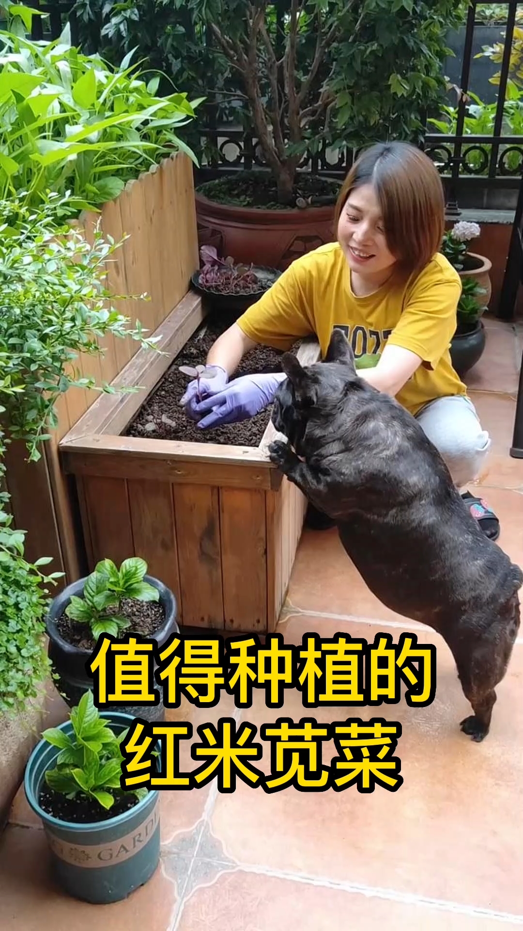 值得种植的红米苋菜