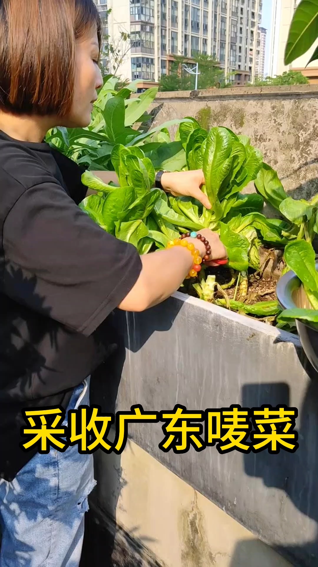 采收广东香甜唛菜