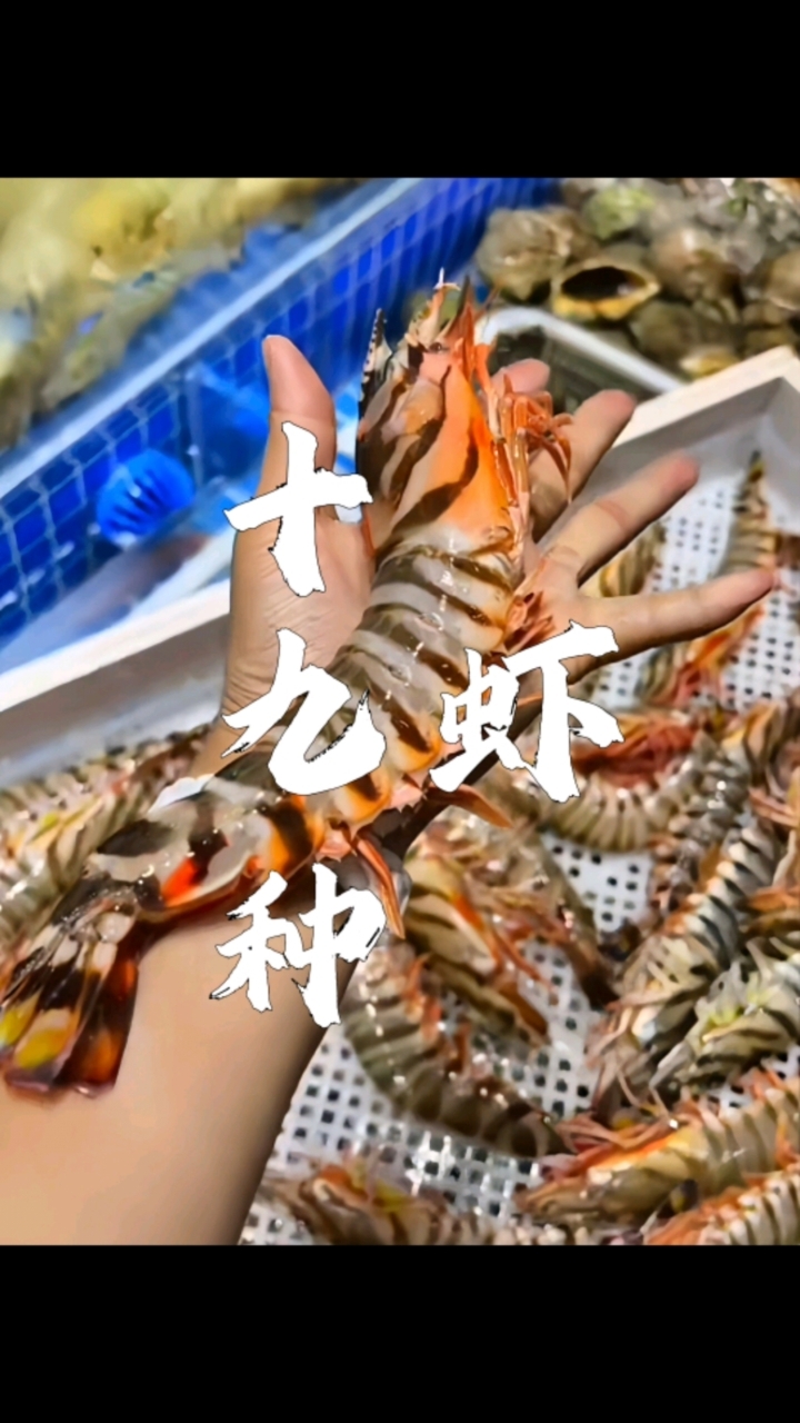 认识不同品种的虾