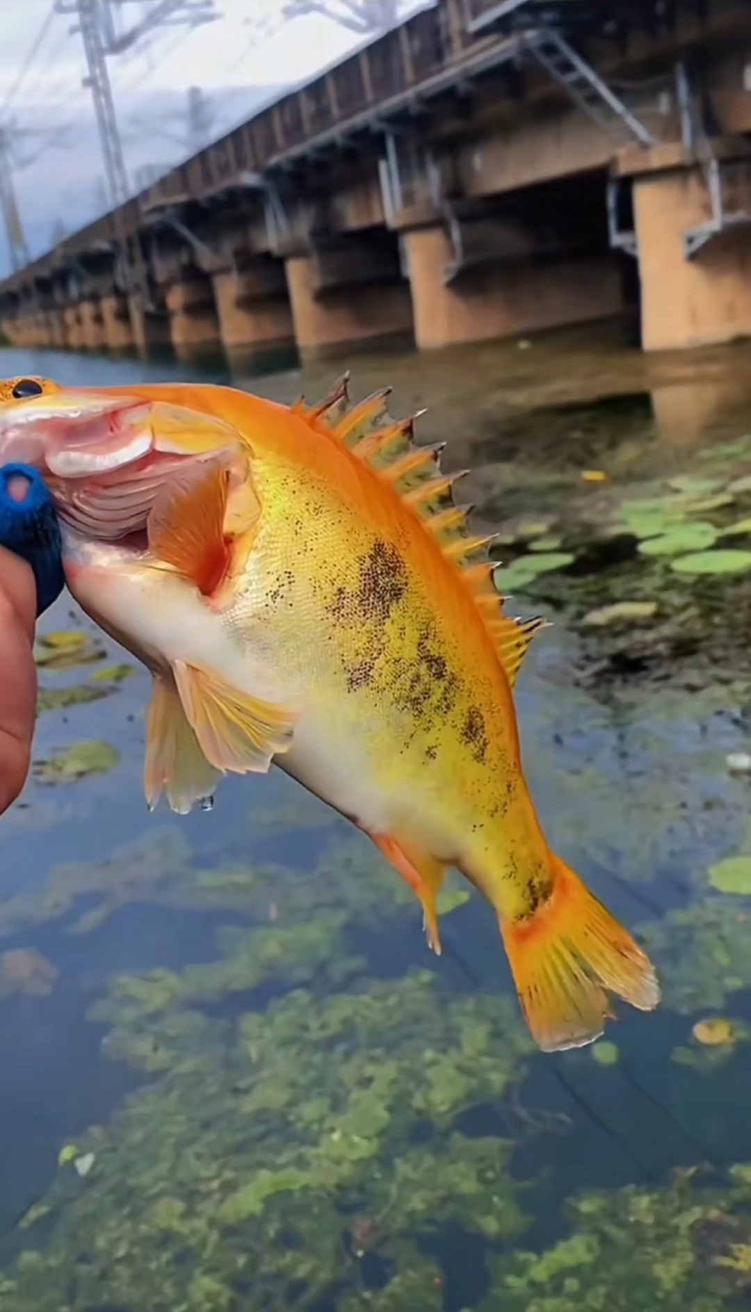 认识10种不同鳜鱼