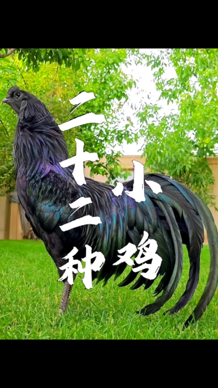 一起认识不同品种的鸡