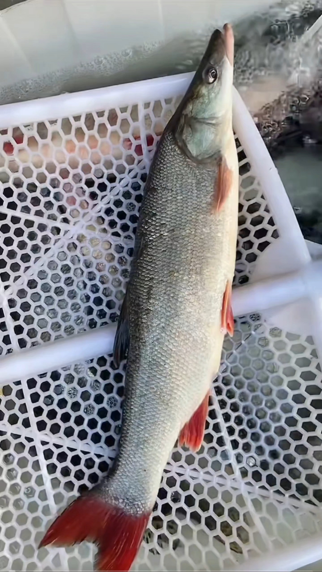 东北三花五罗都是些什么鱼