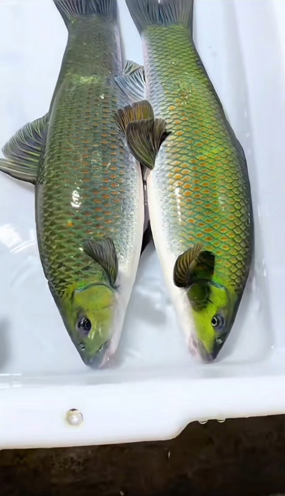 盘点9种鲮鱼