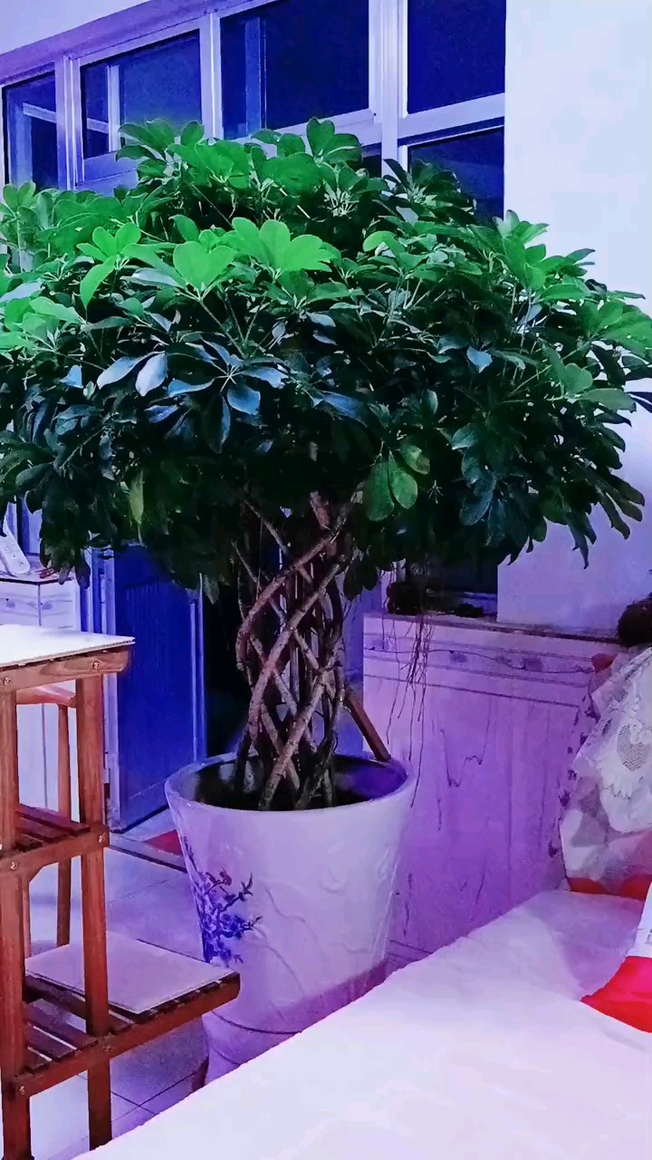 盆栽造型,鸭掌木