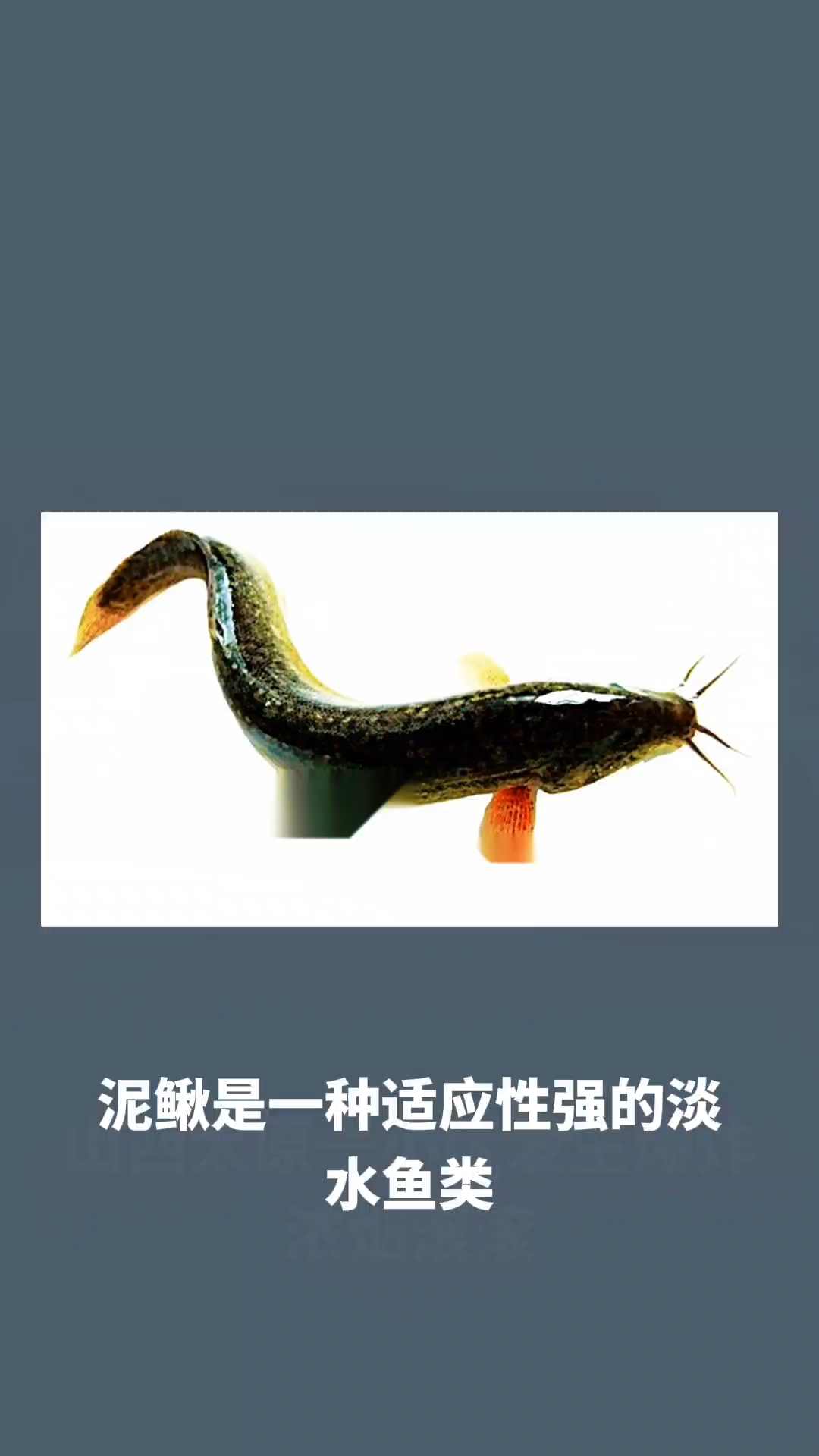 泥鳅吃什么才能养活
