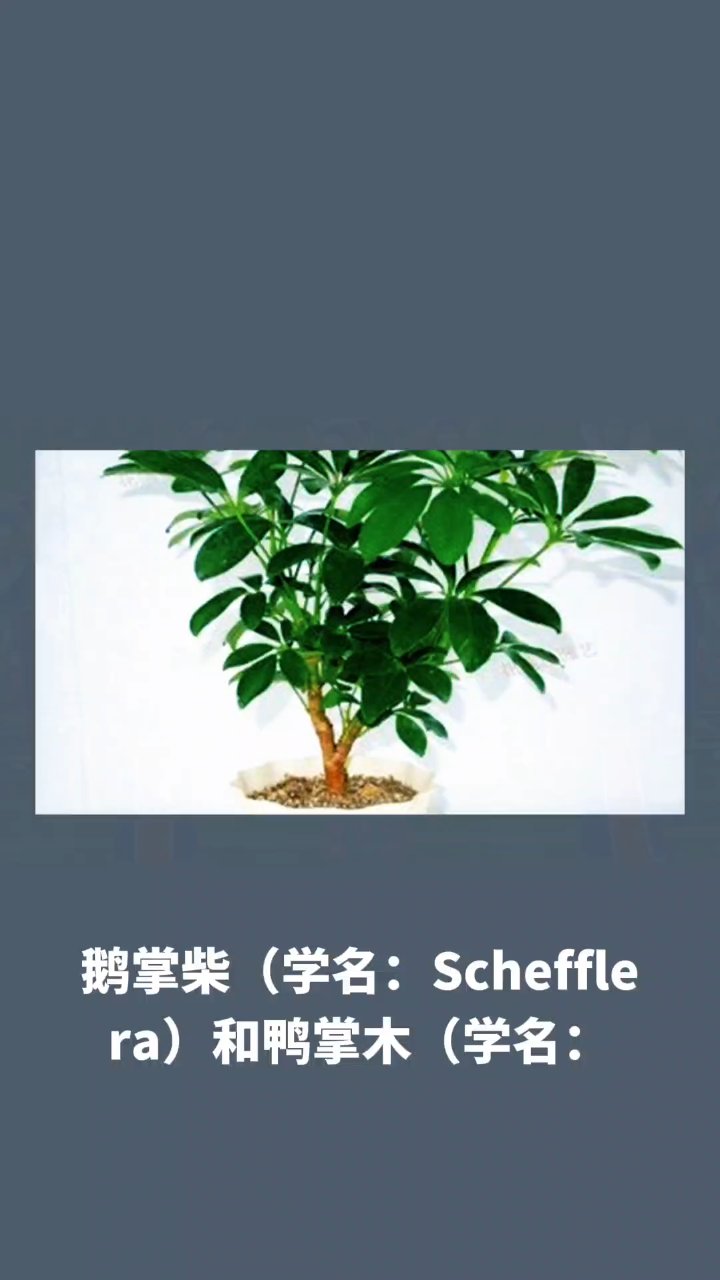 鹅掌柴与鸭掌木:区别详解