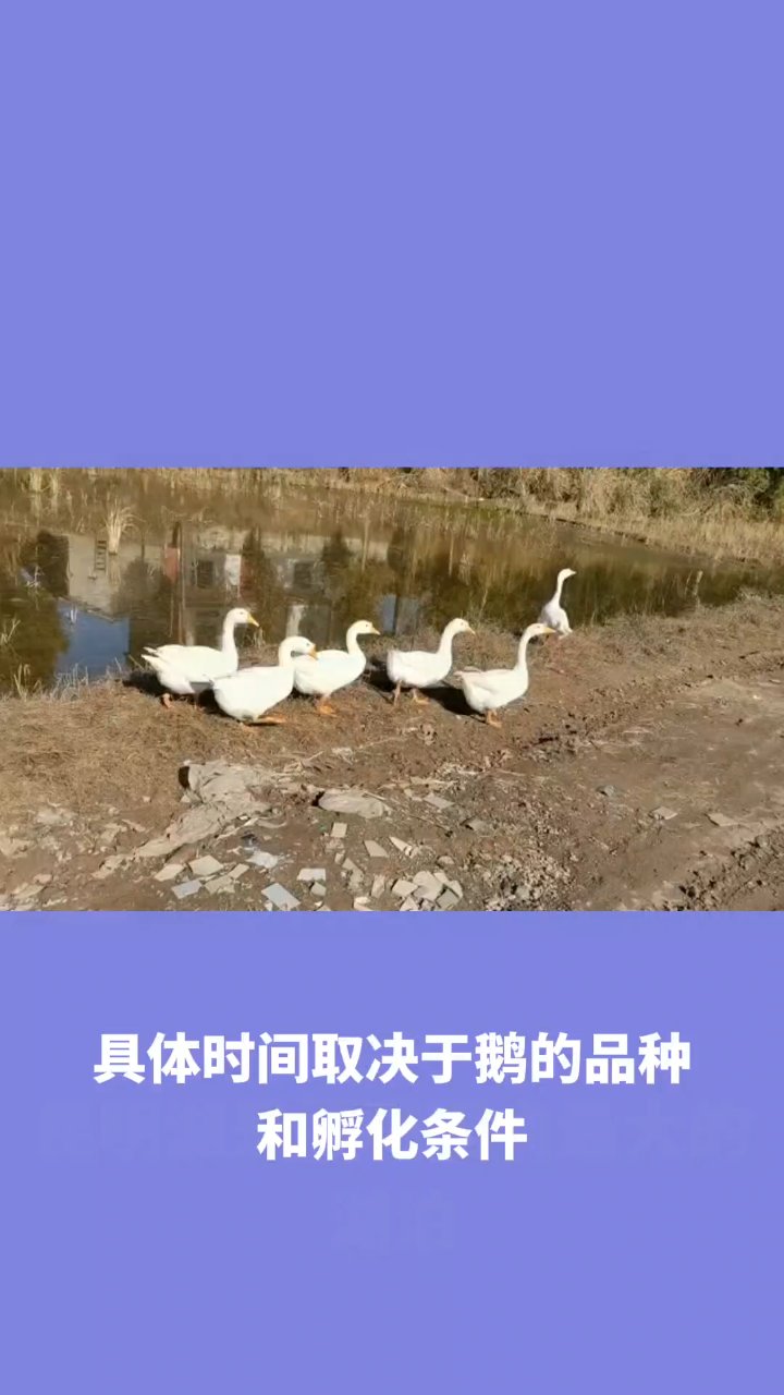 鹅蛋孵化时间揭秘:28-35天