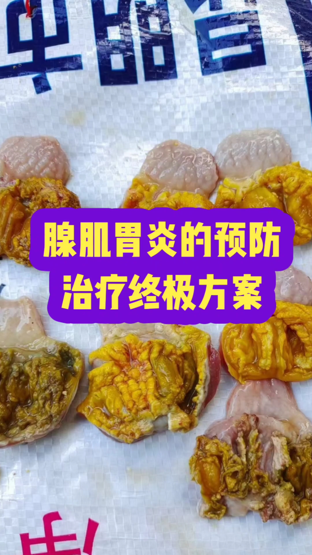 鸡腺肌胃炎有什么症状,应该怎么预防和治疗