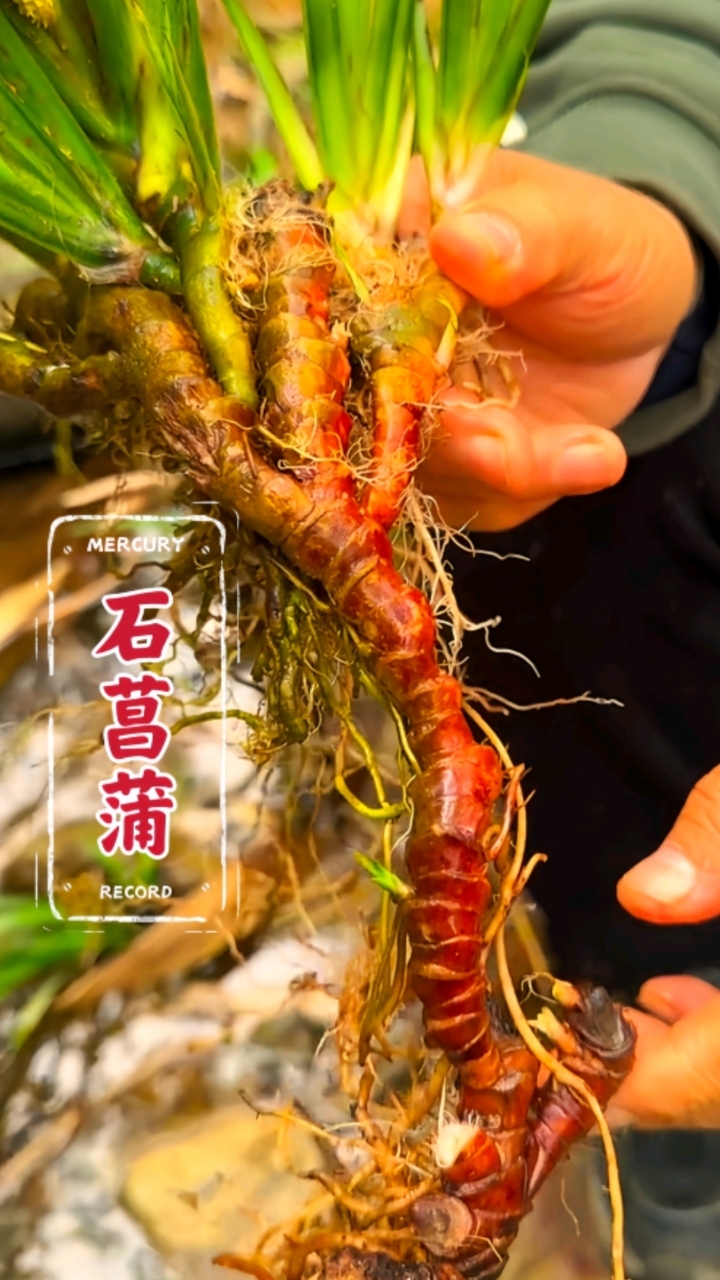 石菖蒲,它的价值远超出你的想象!#石菖蒲 