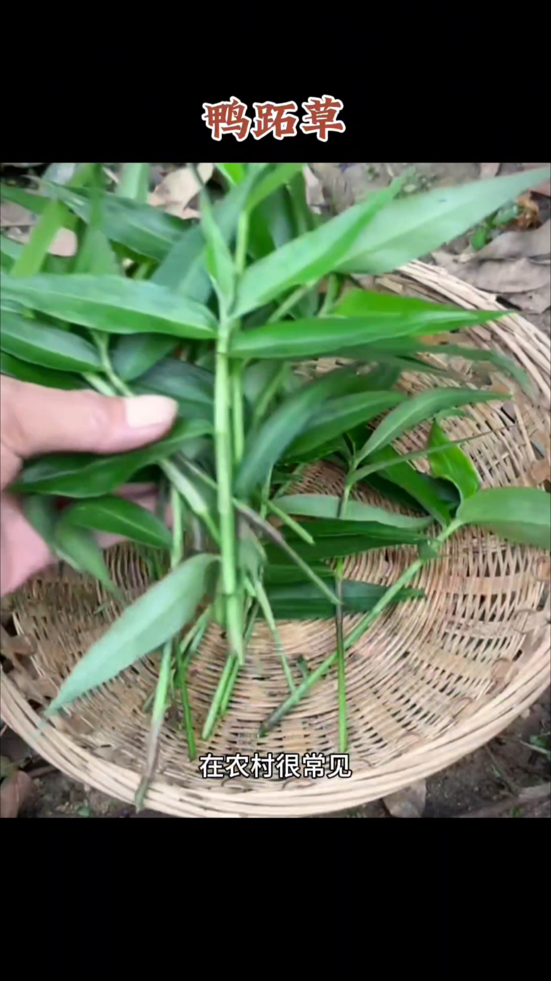 农村常见的鸭跖草,据说:它是能与铁皮石斛叫板的植物!