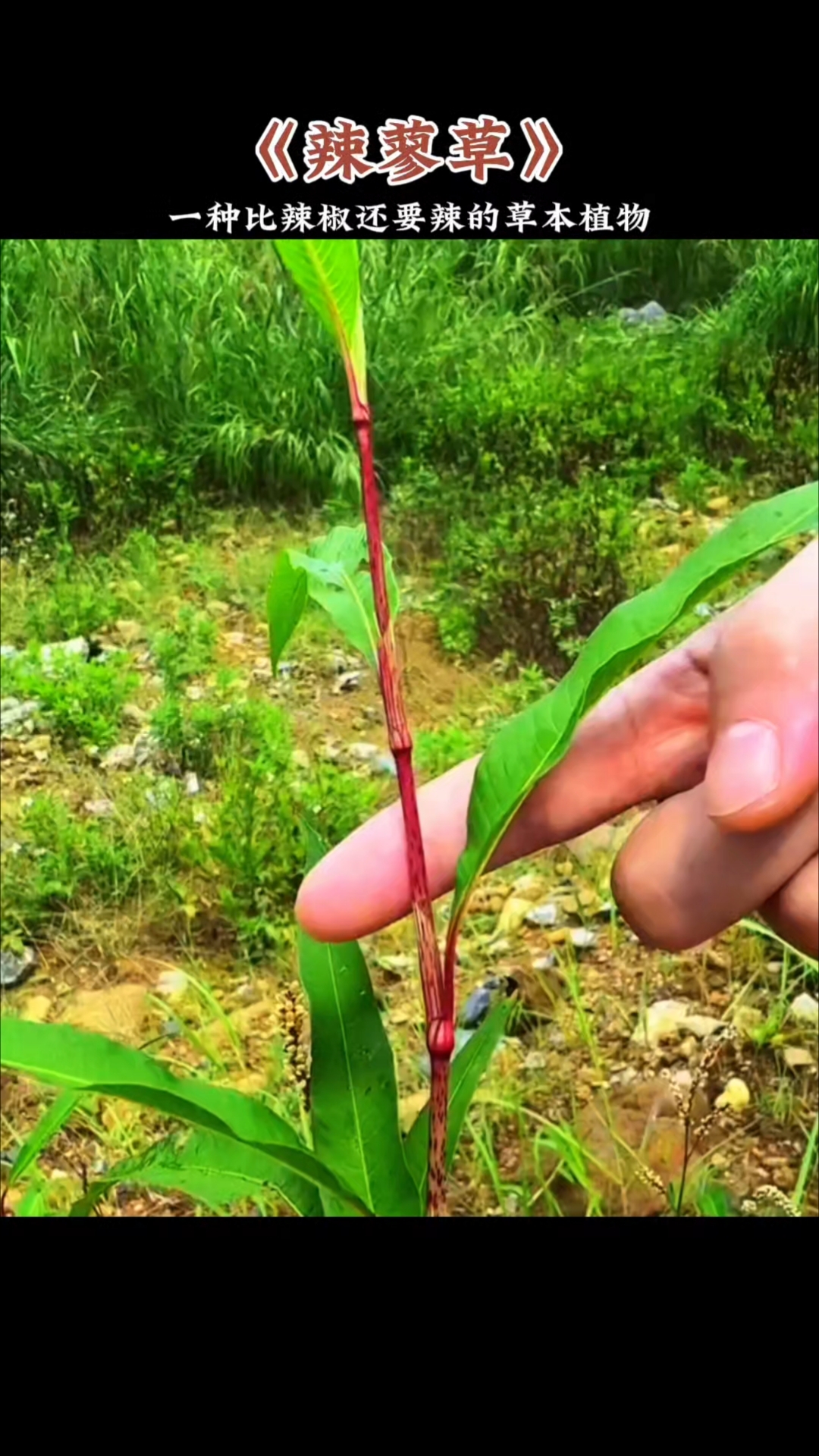辣蓼草，据说把它扔进小池塘里，鱼就像喝醉了一样浮在水面！