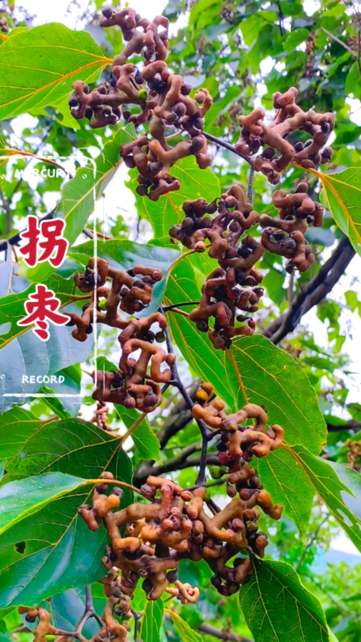 这棵植物你们还记得吗?它就是拐枣,也叫鸡爪莲、万寿果等。