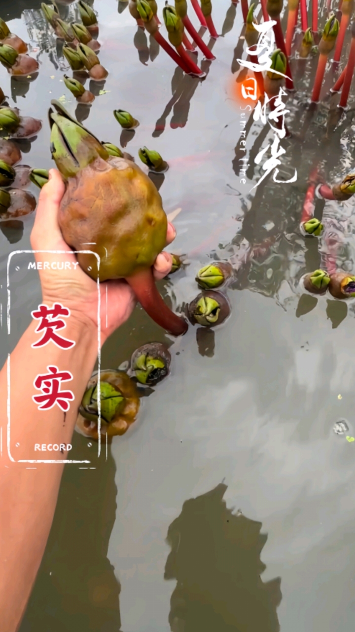你可能见过不一定吃过,这就是被称之为水中八仙之一的芡实