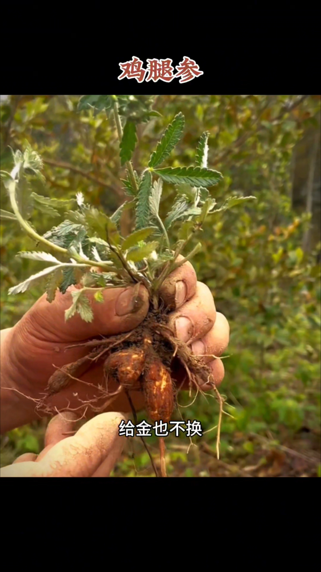 鸡腿参，又叫翻白色，你小时候有吃过吗？#翻白草 #鸡腿参