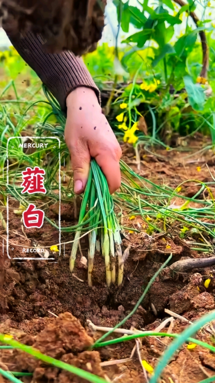它不仅是一种美味的野菜,根还有名的中药材薤白!