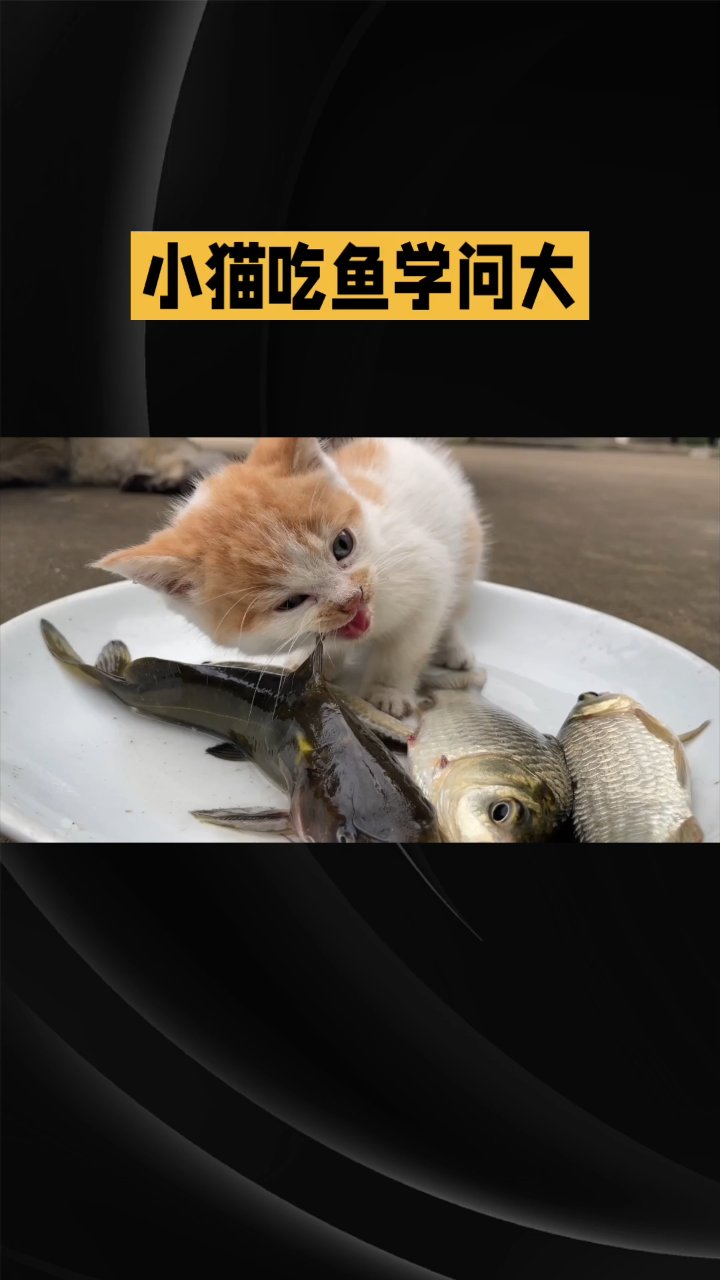 小猫吃鱼