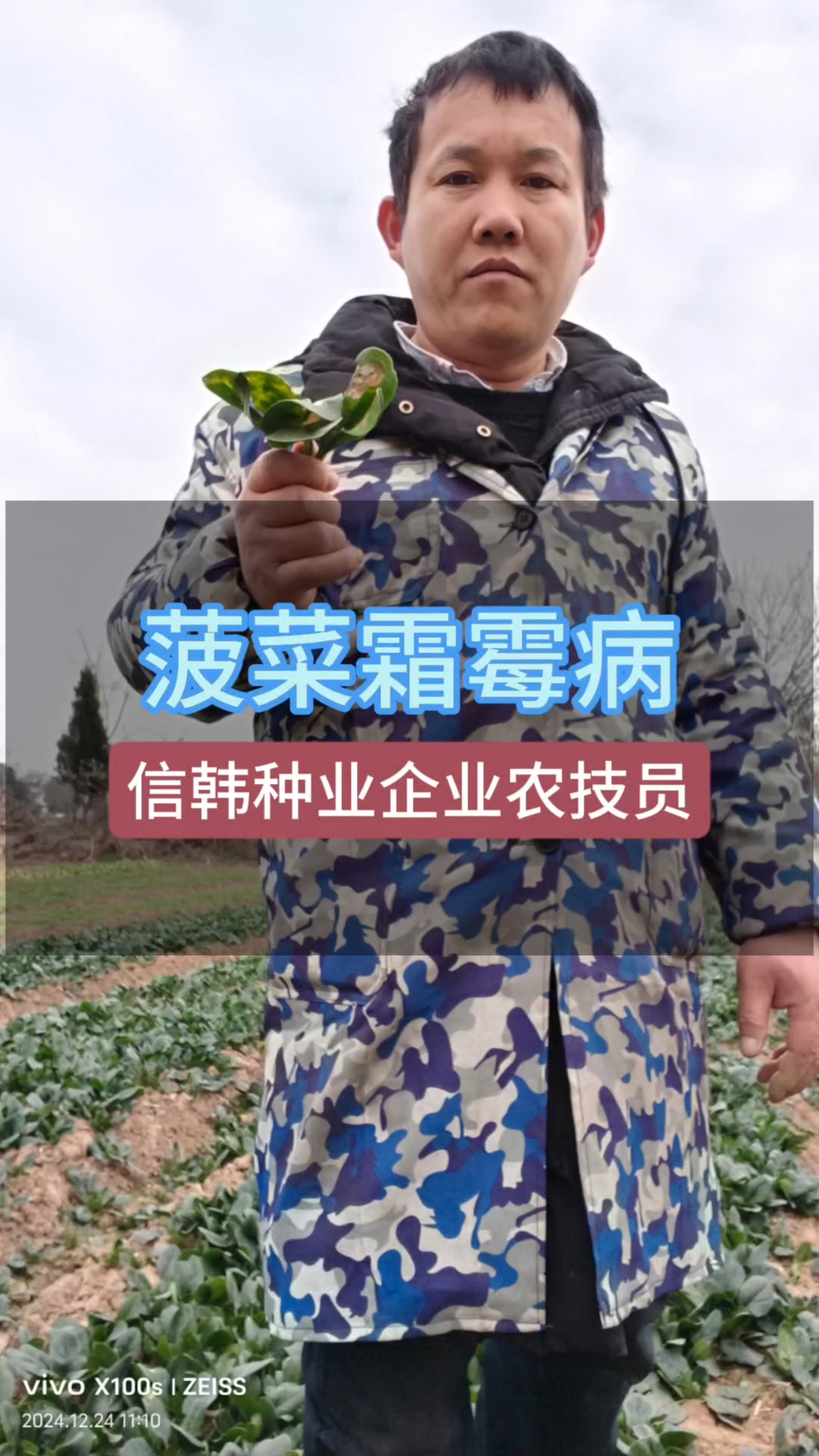 菠菜霜霉病
