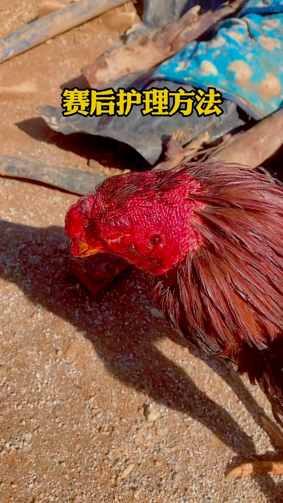 斗鸡赛后护理喷剂