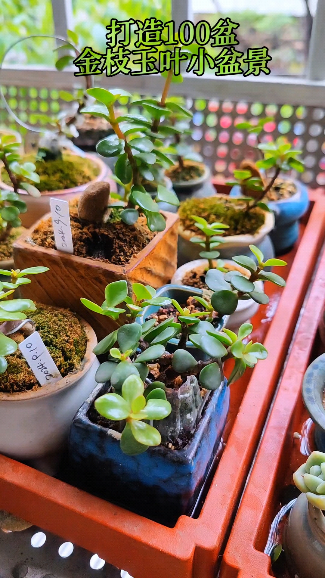 打造100盆金枝玉叶小盆景#记录多肉生活 #我的多肉花园 #