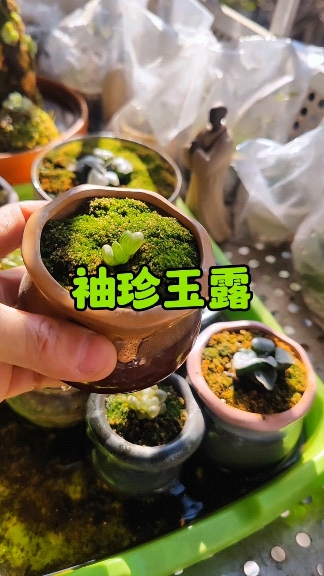 袖珍玉露多肉分盆,颜值满分