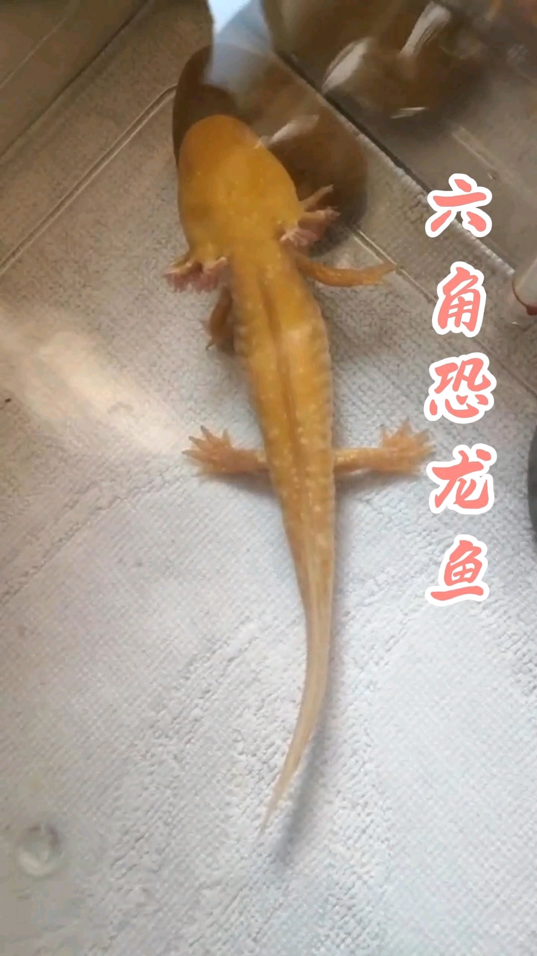 六角恐龙鱼