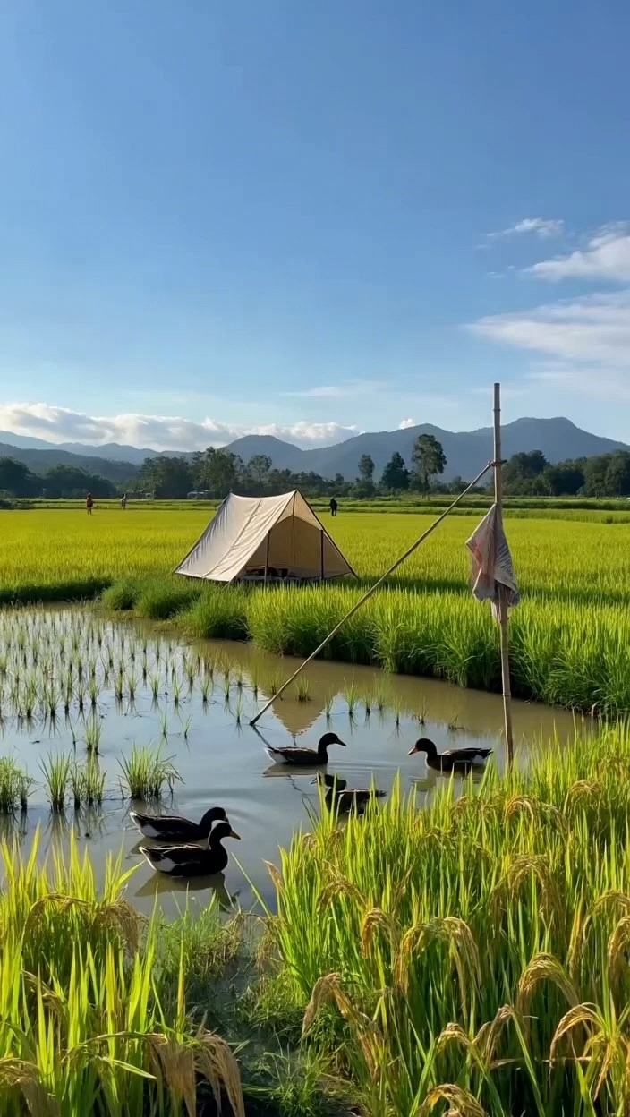 稻香鸭影帐篷闲