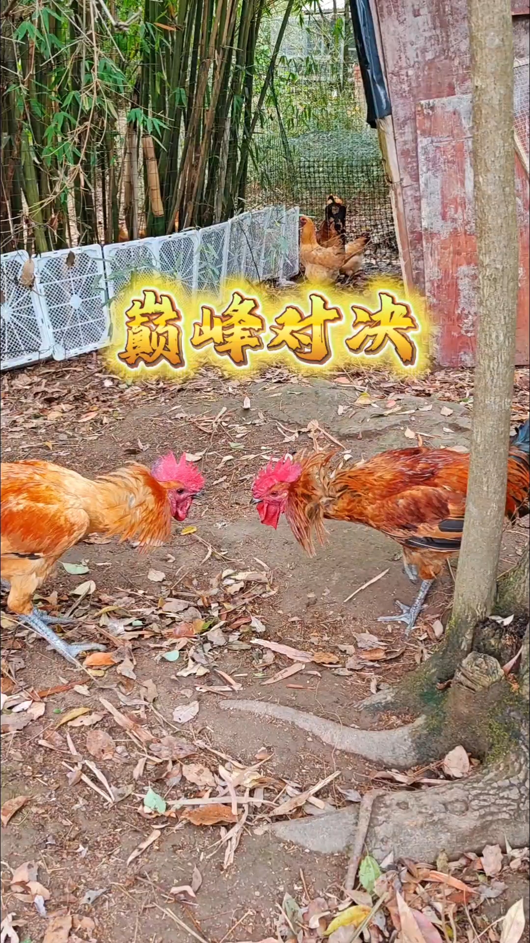 刚猛的大红公鸡迎来终极挑战